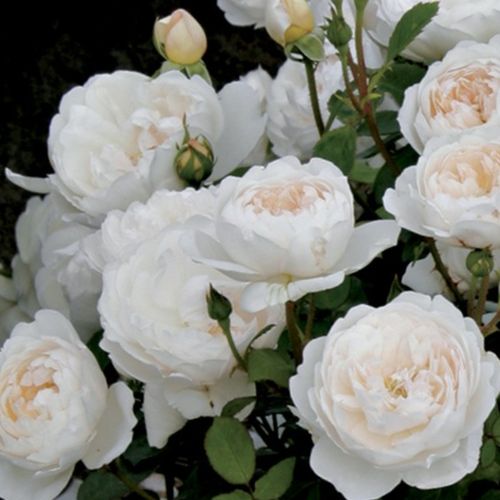 Rosa  Auslevel - bílá - Stromkové růže, květy kvetou ve skupinkách - stromková růže s keřovitým tvarem koruny